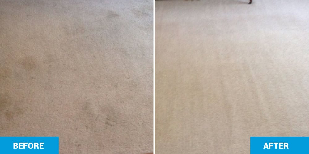 Carpet Cleaning Raleigh Steam Pro.jpg Carpet Cleaning Raleigh Steam Pro.jpg